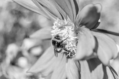 Bumble bee ve Dahlia çiçeği