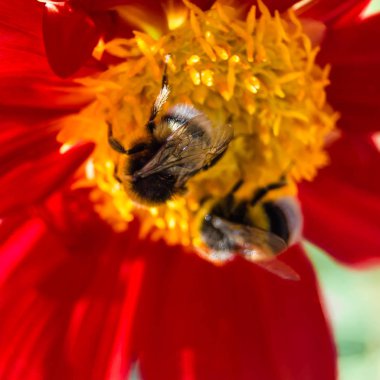 Bumble bee ve Dahlia çiçeği