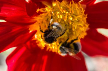 Bumble bee ve Dahlia çiçeği