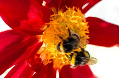 Bumble bee ve Dahlia çiçeği