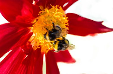 Bumble bee ve Dahlia çiçeği