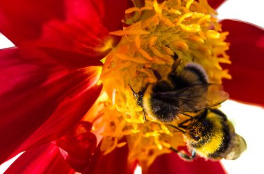Bumble bee ve Dahlia çiçeği