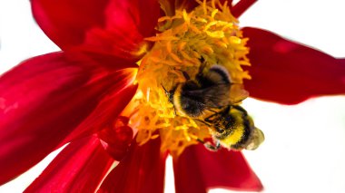 Bumble bee ve Dahlia çiçeği