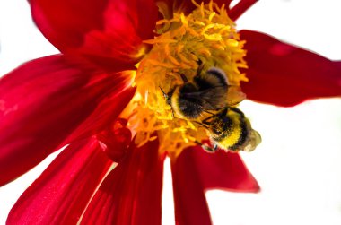 Bumble bee ve Dahlia çiçeği