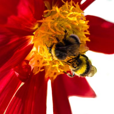 Bumble bee ve Dahlia çiçeği