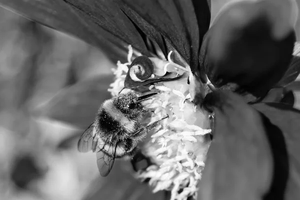 黄蜂和大丽花花 — 图库照片