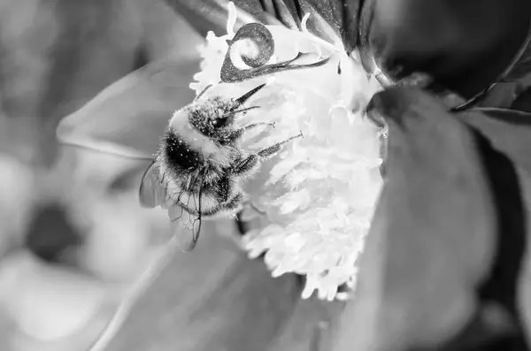 Hummel und Dahlienblüte — Stockfoto