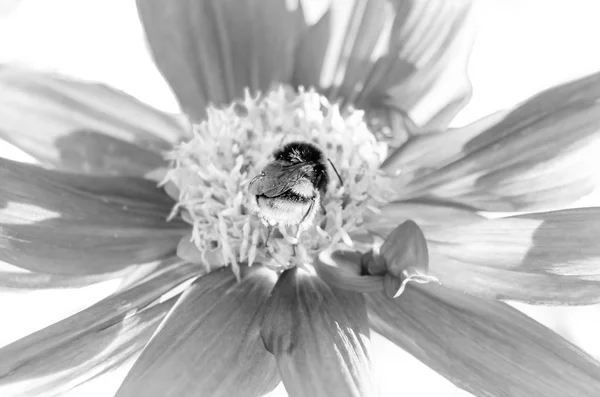 범블 비와 달리아 꽃 — 스톡 사진