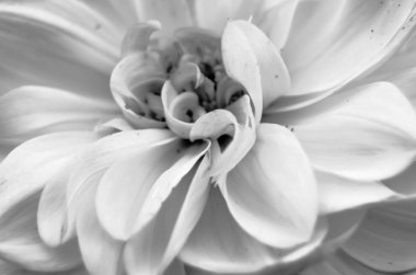 siyah ve beyaz yıldız çiçeği