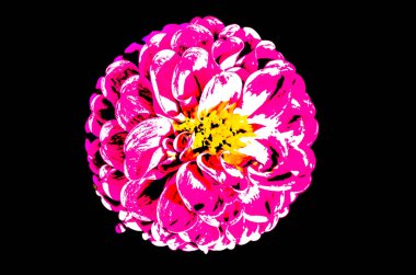 Yıldız Çiçeği çiçek şekil