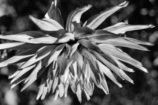검정 색과 흰색 달리아 꽃 — 스톡 사진