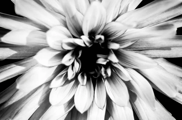 Flor de dalia blanco y negro — Foto de Stock