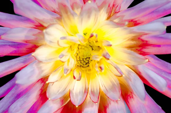 Ilustracja kwiat Dalia — Zdjęcie stockowe