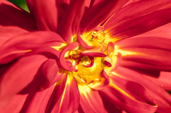 Colorful Dahlia flower — Stock Photo, Image