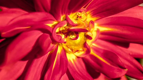 Dalia kolorowy kwiat — Zdjęcie stockowe