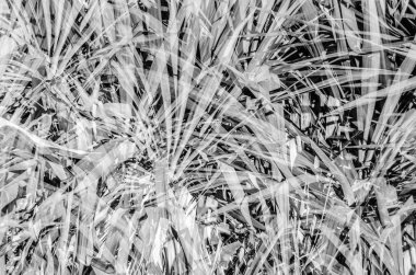 Siyah ve beyaz palmiye ağacı yaprakları