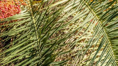 Ağacı palmiye yaprakları