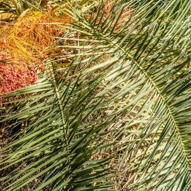 Ağacı palmiye yaprakları