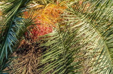 Ağacı palmiye yaprakları