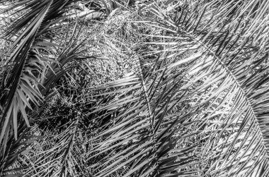 Siyah ve beyaz palmiye ağacı yaprakları