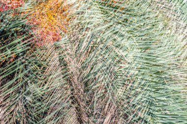 Ağacı palmiye yaprakları