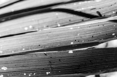 Siyah ve beyaz palmiye ağacı yaprakları