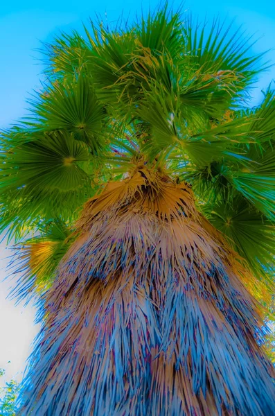 Palm tree colorful illustration — Stock Photo, Image