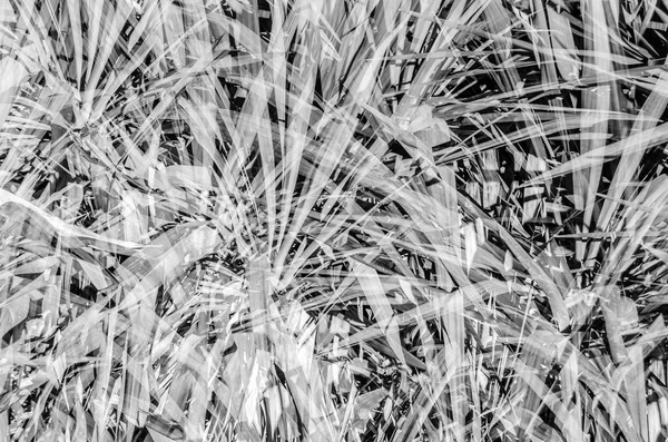 Siyah ve beyaz palmiye ağacı yaprakları