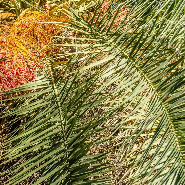 Ağacı palmiye yaprakları