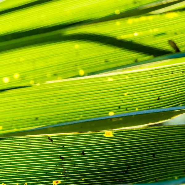 Palmové listy stromu — Stock fotografie