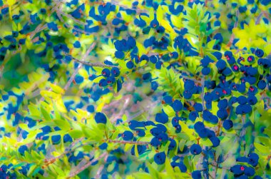 Myrtle bush illüstrasyon