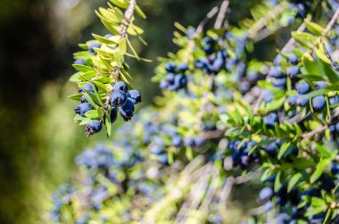 Mersin çilek arka plan