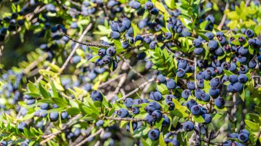 Mersin çilek arka plan