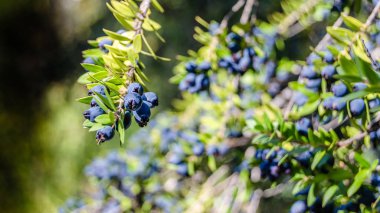 Mersin çilek arka plan