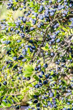 Mersin çilek arka plan