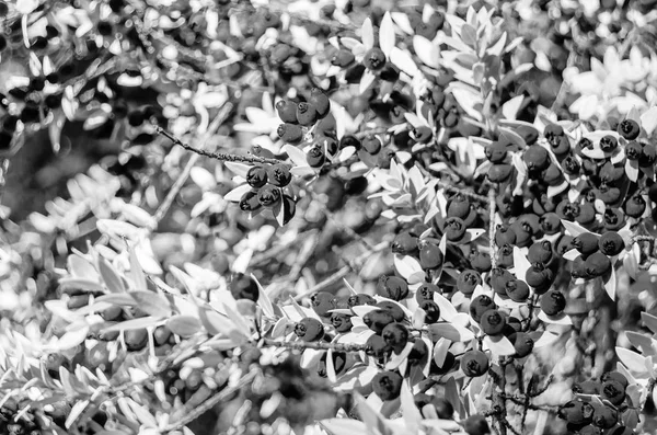 Чёрно-белый миртовый куст — стоковое фото