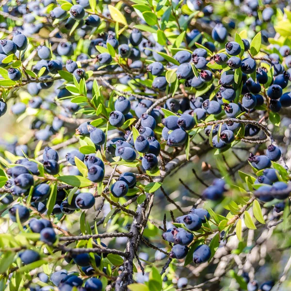 Mersin çilek arka plan