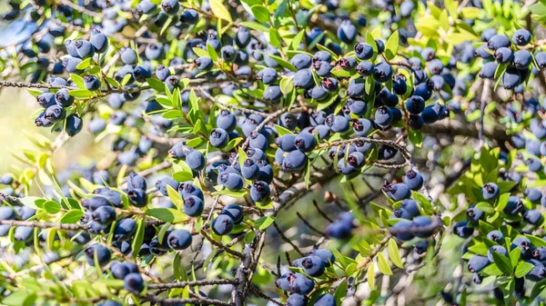 Fondo de bayas de mirto — Foto de Stock