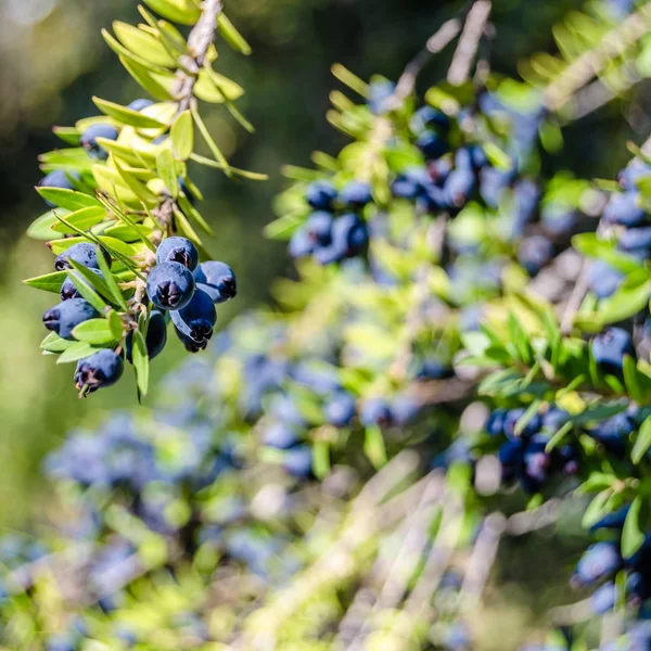 Fondo de bayas de mirto — Foto de Stock