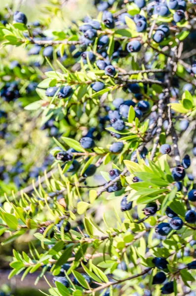 Mersin çilek arka plan