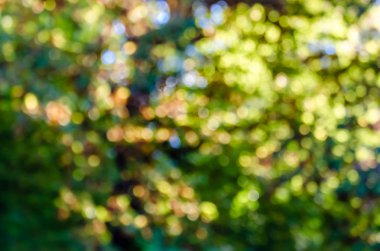 Bulanık sonbahar renkleri