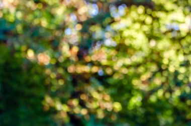 Bulanık sonbahar renkleri