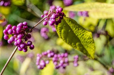 Beautyberry bush detay