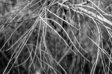 Yapraksız şube arka plan