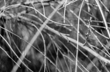 Yapraksız şube arka plan