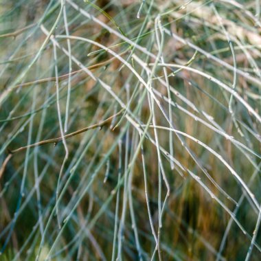 Yapraksız şube arka plan