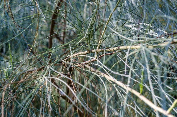 Plano de fundo do ramo sem folhas — Fotografia de Stock