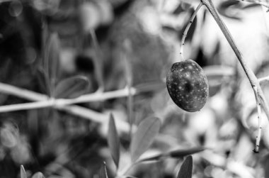 zeytin ağacı dalı