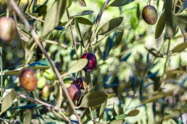 zeytin ağacı dalı