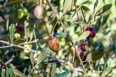 zeytin ağacı dalı